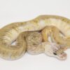 GHI Hidden Gene Woma Granite Pastave Clown Poss Yellowbelly Male M22522