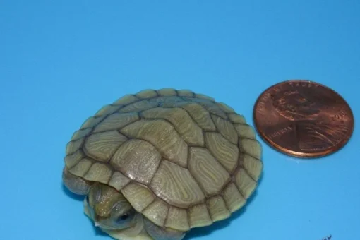 Hybino Red Ear Slider Turtle