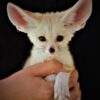 Fennec Fox for sale