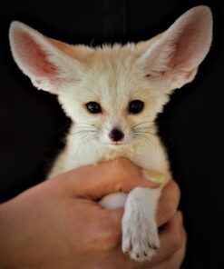 Fennec Fox for sale