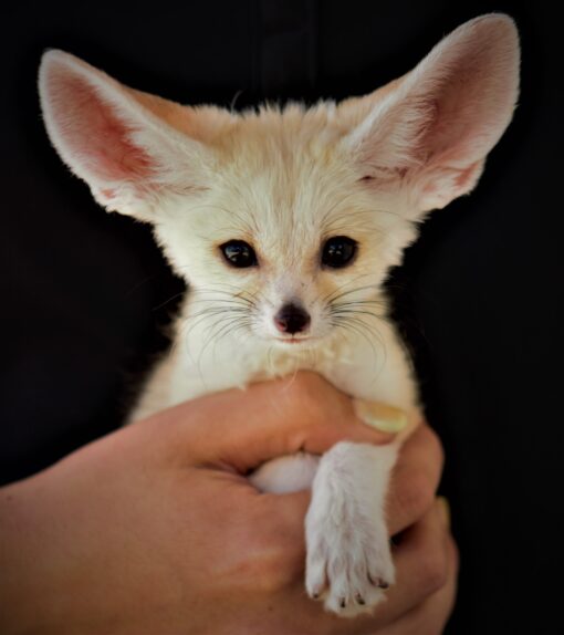 Fennec Fox for sale