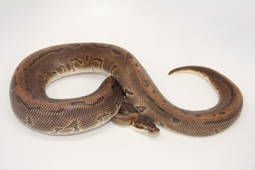 Leopard Enchi Pinstripe Male M1-7