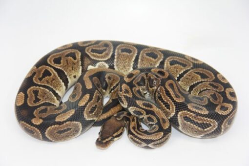 Marvel 100% Het Pied Male M1-10