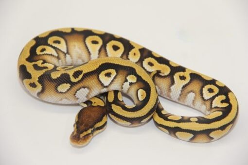 Mojave Orange Dream 100% Het Clown Male M22358