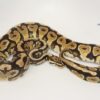 Orange Dream Spotnose Yellowbelly ball python