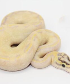 Pastel Enchi Ivory Male M22491