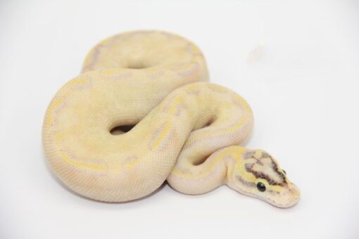 Pastel Enchi Ivory Male M22491