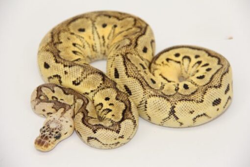 Pastel Gravel Clown Female F22538