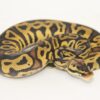 Pastel Leopard Marvel 100% Het Clown 50% Het Pied Male M22455