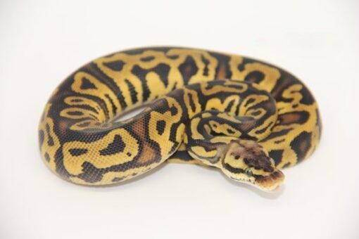 Pastel Leopard Marvel 100% Het Clown 50% Het Pied Male M22455