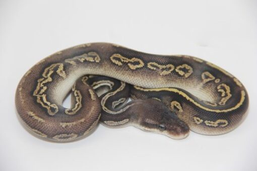 Pastel Phantom Black Head 100% Het Ultramel Female F22312