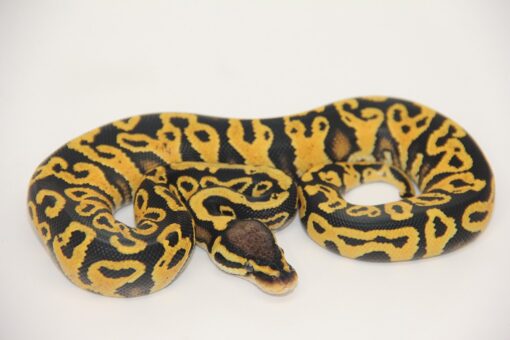 Pastel Yellowbelly Hurricane 100% Het Clown Male M22526