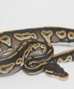 Black Head Phantom 100% Het Ultramel Female F22314