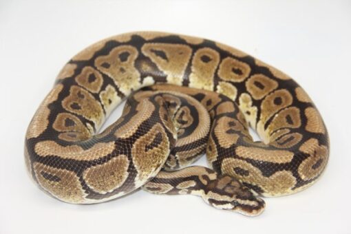 Spotnose 100% Het Puzzle Male M1-16