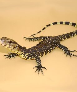 Sumatran Water Monitor