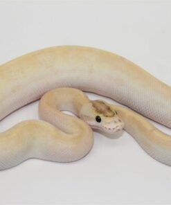 Super Enchi Ivory Male M22506