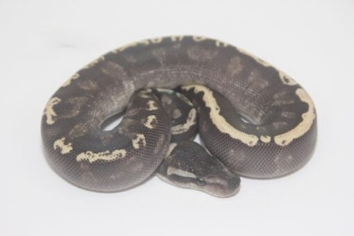 Super Ghi Mystic 50% Het Clown Male M21287