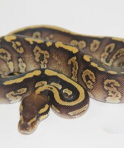 Super Marvel Mojave Female F22275