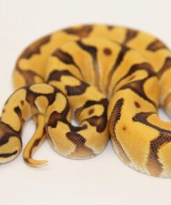 Super Orange Dream Enchi Vanilla 100% Het Clown Male M22518