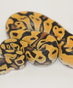 Super Orange Dream Vanilla 100% Het Clown Male M22517