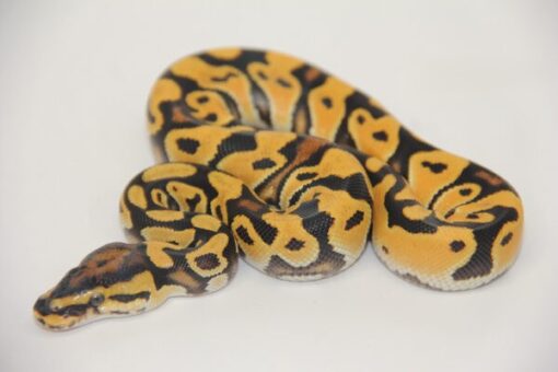 Super Orange Dream Vanilla 100% Het Clown Male M22517