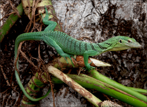 Green Tree Monitor