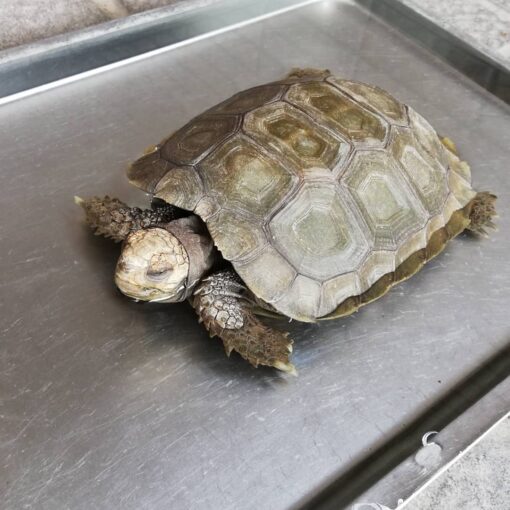 Burmese Brown Mountain Tortoise