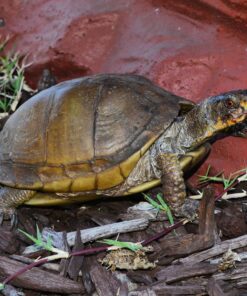 Toed Box Turtle