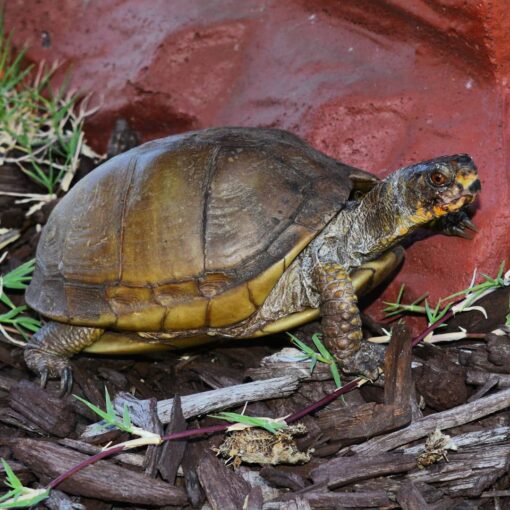 Toed Box Turtle