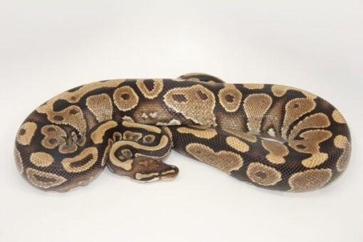 Yellowbelly Female Ball Python