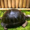 Aldabra Tortoise for sale