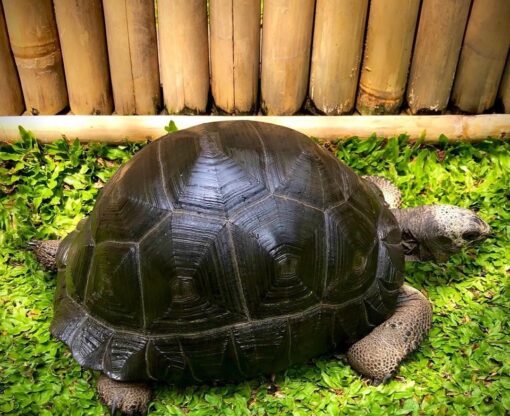 Aldabra Tortoise for sale