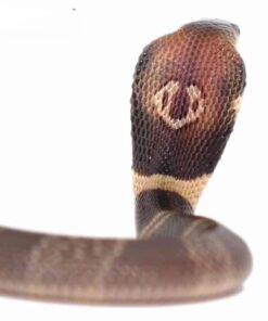 BABY MONOCLED COBRA DOBULE HET ALBINO SUPHANS