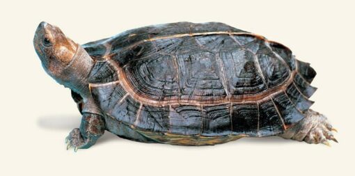 Asian Giant Wood Turtle