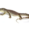 Baby Argus Monitor