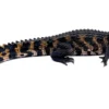 Cuvier’s Dwarf Caiman