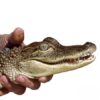 American Alligator