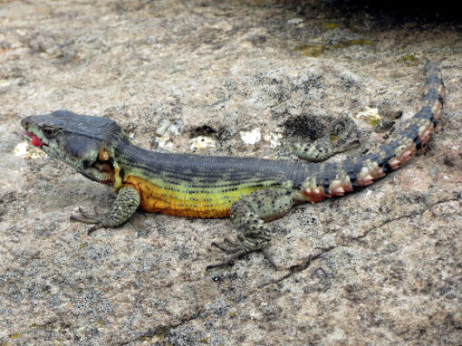 Drakensburg Crag Lizard