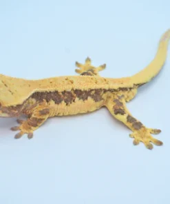 HARLEQUIN PINSTRIPE LILLY WHITE CRESTED GECKO