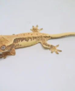 HARLEQUIN LILLY WHITE CRESTED GECKO