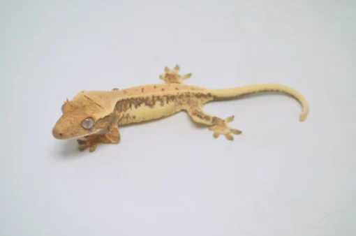 HARLEQUIN LILLY WHITE CRESTED GECKO