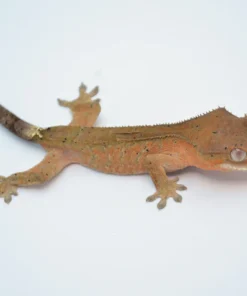 CAPPUCCINO TIGER DALMATIAN CRESTED GECKO