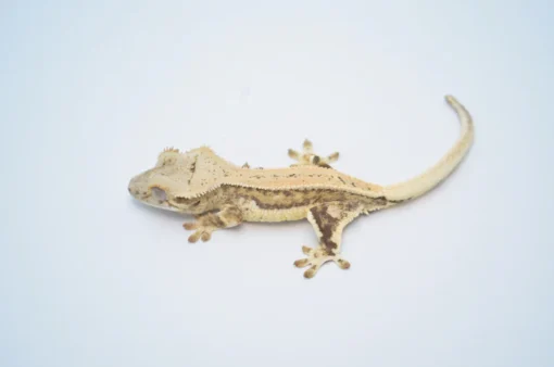 YELLOW QUADSTRIPE LILLY WHITE CRESTED GECKO