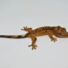 ORANGE SUPER DALMATIAN CRESTED GECKO