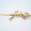 SOLID DORSAL PINSTRIPE LILLY WHITE CRESTED GECKO