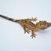 YELLOW SUPER DALMATIAN CRESTED GECKO