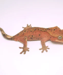 RED PHANTOM SUPER DALMATIAN CRESTED GECKO