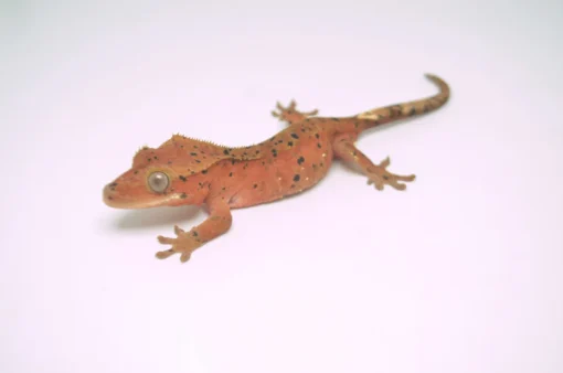 RED PHANTOM SUPER DALMATIAN CRESTED GECKO