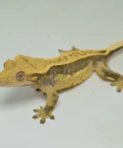 HARLEQUIN PINSTRIPE CRESTED GECKO