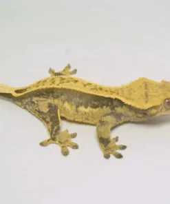 HARLEQUIN PINSTRIPE CRESTED GECKO